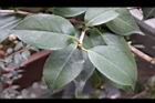 Camellia sp01.JPG